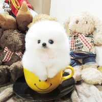 麦比佳狗狗活体 纯种博美犬幼犬活体宠物狗狗哈多利系球体博美狗 玩具型博美犬茶杯犬长不大博美日系俊介犬 视频挑选