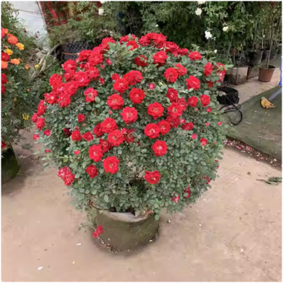 诚智旺 月季 1米高/棵