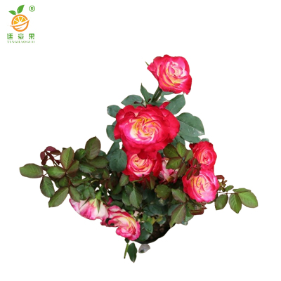 廷豪果 红双喜 4-6分枝 棵