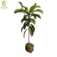 廷豪果 枇杷果树苗 高140-160cm 棵