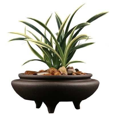 高宅金边兰花苗 金凤冠 四季花卉植物盆栽室内客厅办公室盆栽花卉绿植