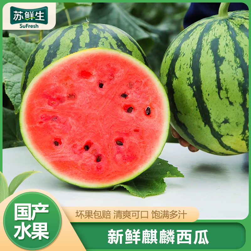 [苏鲜生]云南新鲜麒麟西瓜 1个 5-6斤 新鲜水果 汁多肉甜 夏季优选1