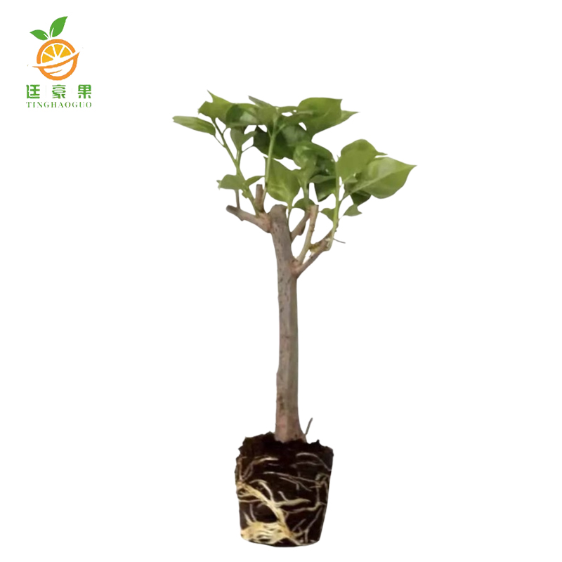 廷豪果 三角梅 70cm /棵