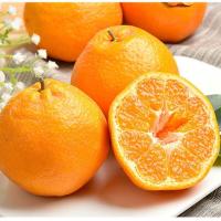 [西沛生鲜]四川新鲜耙耙柑 净重5斤 特大果 单果80mm+ 产地精选 甜美多汁 坏果包赔