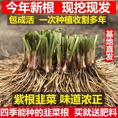 韭菜苗现挖紫红根大宽叶韭菜根四季韮菜韭菜种子籽盆栽蔬菜苗新韭菜种子20克只限今日-