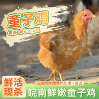 [苏鲜生推荐]三物纪 皖南童子鸡650克/只 3只装 农家慢养走地鸡新鲜现杀整只顺丰发货