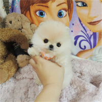 麦比佳 狗狗活体 纯种博美犬幼犬活体宠物狗狗 哈多利系球体博美狗 玩具型博美犬茶杯犬长不大博美日系俊介犬