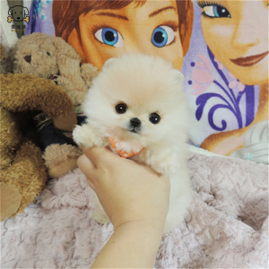 麦比佳 狗狗活体 纯种博美犬幼犬活体宠物狗狗 哈多利系球体博美狗 玩具型博美犬茶杯犬长不大博美日系俊介犬