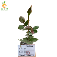 廷豪果 月季 10-30cm /株