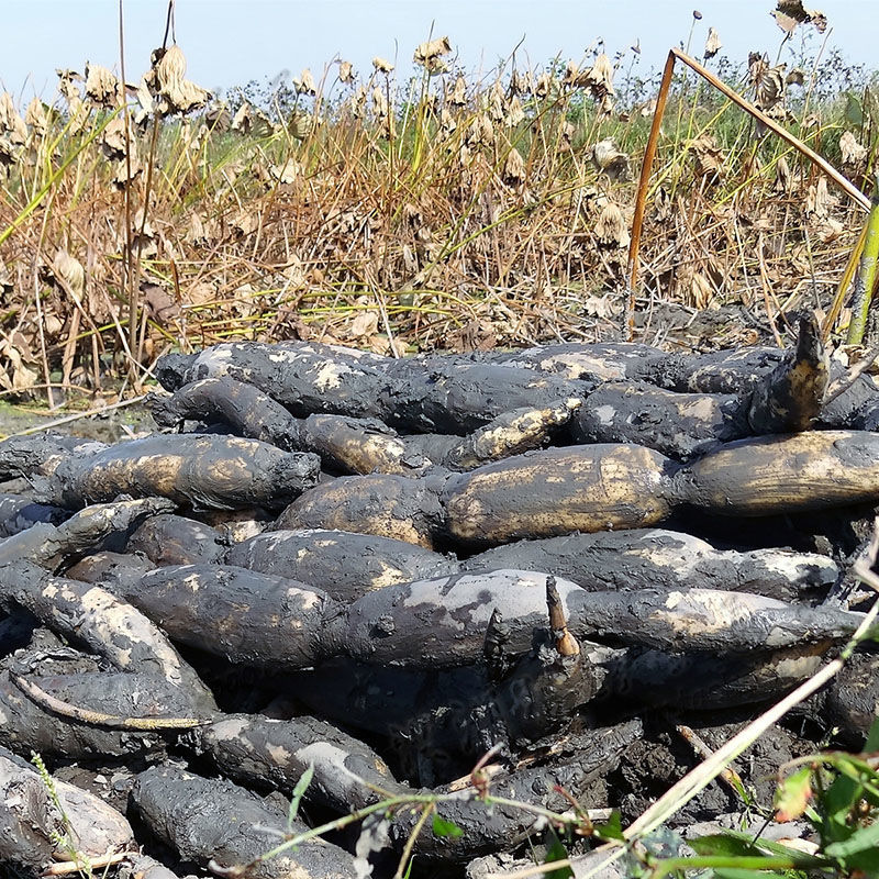 赛卡伊 湖北洪湖新鲜煲汤面莲藕农家现挖现发带泥巴九孔粉糯嘉鱼特产