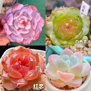 [补贴10%]新款多肉植物盆栽组合侧影纯爱红蜻蜓新手好养耐寒办公肉肉防辐射