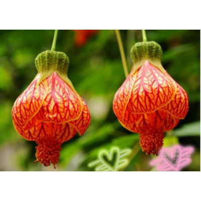 回固阳台重瓣倒挂金钟盆栽花卉绿植花苗灯笼花玫瑰海棠苗四季开花红灯笼不含盆