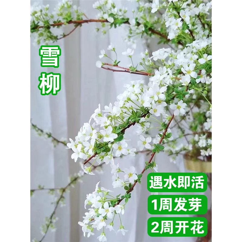 水培柳树,家里能养柳树盆栽吗,水培_大山谷图库