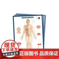 标准经络穴位挂图