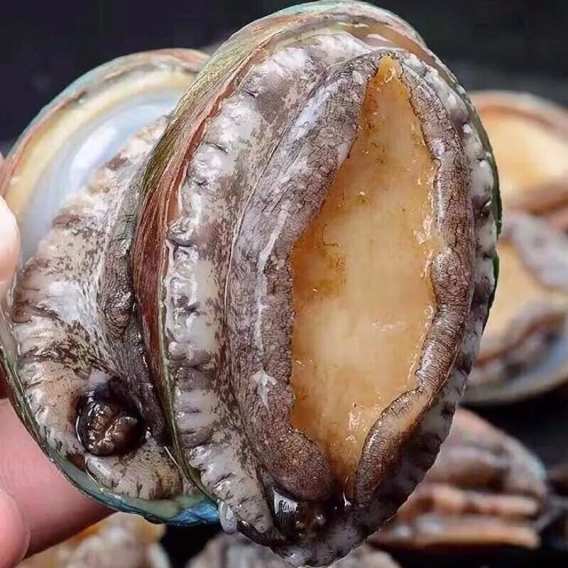 赛卡伊 新鲜大鲍鱼纯鲜活鲍鱼活体当日海捕新鲜水产贝类火锅爆炒