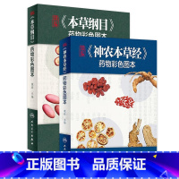 本草纲目 [正版]本草纲目 神农本草经药物彩色图快速识别图本原版全套李时珍中草药彩图大全书人民卫生出版社中药书籍大全