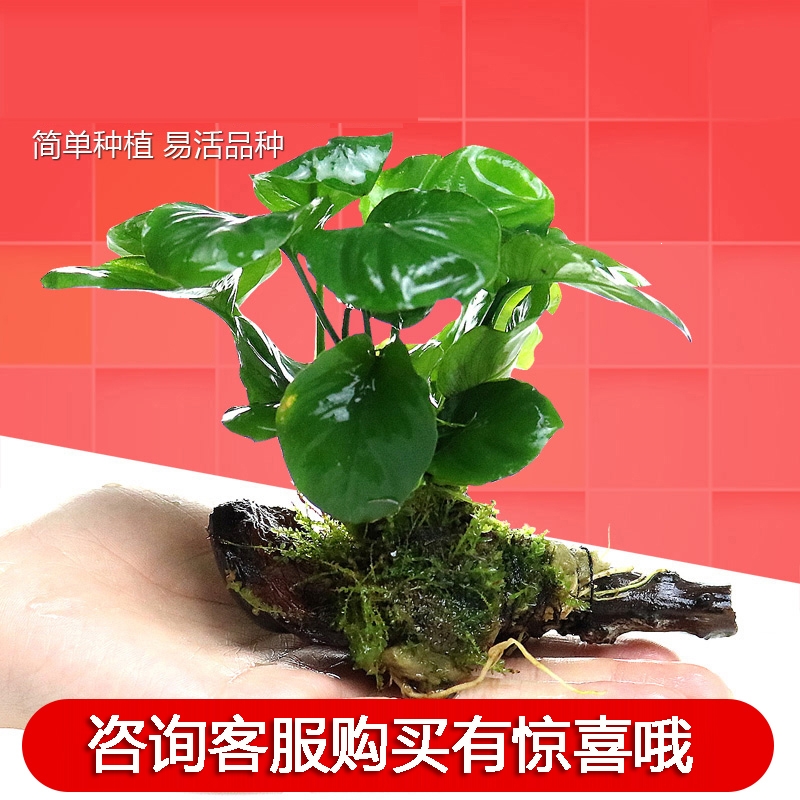 水草肥料 报价行情 排行 品牌 参数 怎么样 图片 商家 苏宁易购