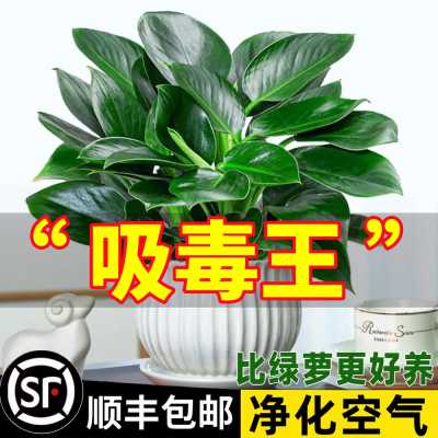 [补贴10%]金钻盆栽植物铂金钻绿萝箩水培大叶绿植多肉办公室内懒人好养花卉