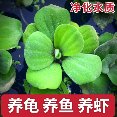 鱼缸水草植物价格 鱼缸水草植物最新报价 鱼缸水草植物多少钱 苏宁易购