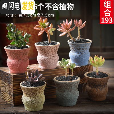 三维工匠老庄多肉花盆悬崖桩肉肉植物小盆器黑法师粗陶大口径创意个性 如图款式21 中等花盆容器