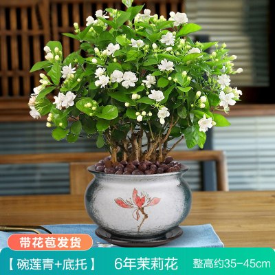 盆栽茉莉花肥料 盆栽茉莉花肥料推荐 苏宁易购