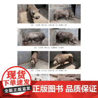醉染图书大河猪9787109267213