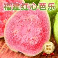 [西沛生鲜]福建红心芭乐 番石榴 净重3斤装 新鲜水果 甘甜可口