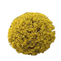 诚智旺 连翘球 冠幅50cm /棵