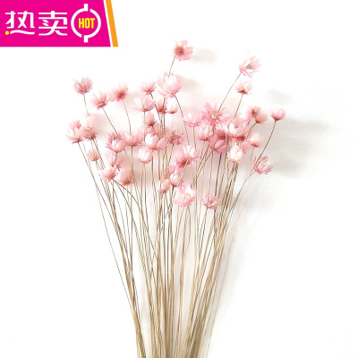 菊花花艺价格_菊花花艺最新报价_菊花花艺多少钱-苏宁易购 菊花花艺价格_菊花花艺最新报价_菊花花艺多少钱-苏宁易购