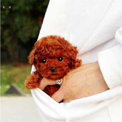 麦比佳宠物泰迪犬幼犬狗狗活体 纯种血统级小体茶杯泰迪贵宾犬 迷你玩具型微小体卷毛贵宾犬茶杯犬视频挑选