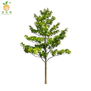 廷豪果 白玉兰树 6-8cm 株