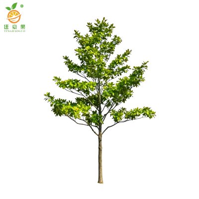 廷豪果 白玉兰树 6-8cm 株