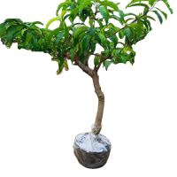 诚智旺 桃树 3年苗/棵