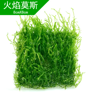 鱼缸水 莫丝水小三角莫斯珍珠莫丝 火焰莫丝 大三角莫丝