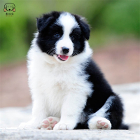 麦比佳 边境牧羊犬幼犬 边牧狗活体纯种血统级中大型边牧犬大骨架三通七白通脖通背牧羊犬高智商宠物狗公母可视频挑选