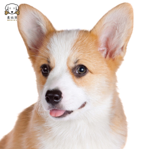 麦比佳 柯基犬活体柯基犬幼犬狗狗活体纯种血统双色三色小体柯基狗威尔士短腿迷你后臀可爱狗狗视频挑选