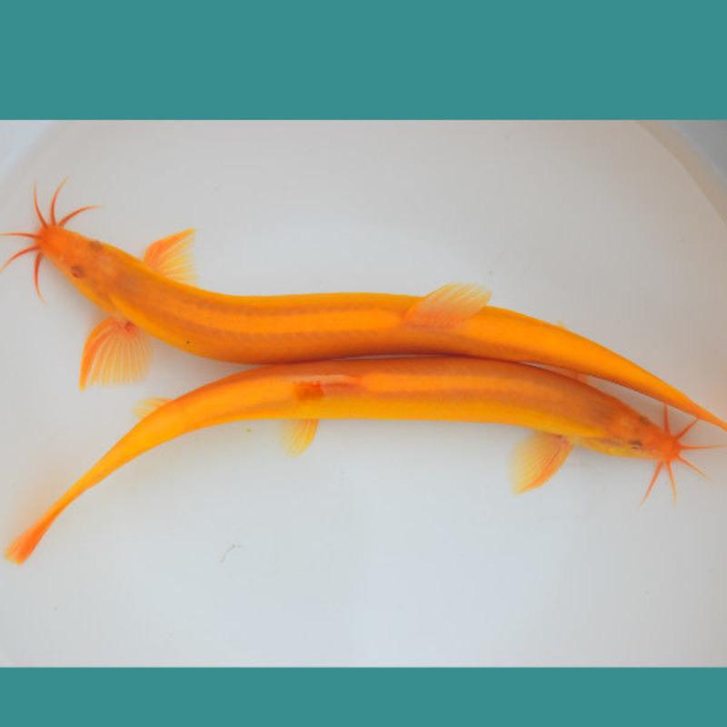观赏鱼活体好养黄金泥鳅小金龙清道夫冷水鱼招财鱼鱼红色泥鳅 金鳅5-8