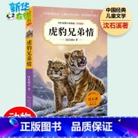 虎豹兄弟情 [正版]虎豹兄弟情沈石溪动物小说系列全集复仇的雪狼羊王称霸草原鼠王强盗公鸡海中鲸王恐龙家族鳄鱼王后小学生三年