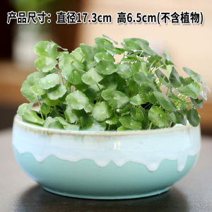 水仙花盆陶瓷大号家用碗莲专用花盆铜钱草一叶莲水培器皿睡莲盆缸