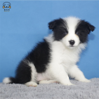 麦比佳 纯种边境牧羊犬幼犬 边牧狗狗活体幼犬双血统赛级高品质黑白三通牧羊犬 高智商边境宠物狗三通七白大围脖 可视频挑选