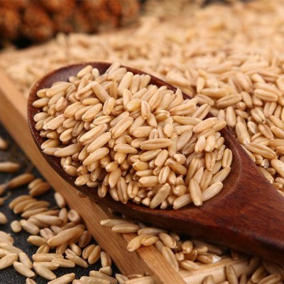 新货河北张家口燕麦米生裸燕麦仁农家自产全胚芽五谷杂粮散装10斤装