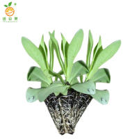 廷豪果 洋桔梗 杯苗 /盆