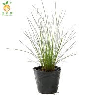 廷豪果 粉黛乱子草 高20cm(包种植)杯