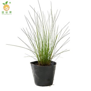 廷豪果 粉黛乱子草 高20cm 杯