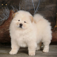 麦比佳宠物 狗狗活体 松狮犬幼犬活体 纯种双血统肉嘴面包蓝舌头松狮狗 大骨架宠物狗长毛短毛狮子狗熊狮犬