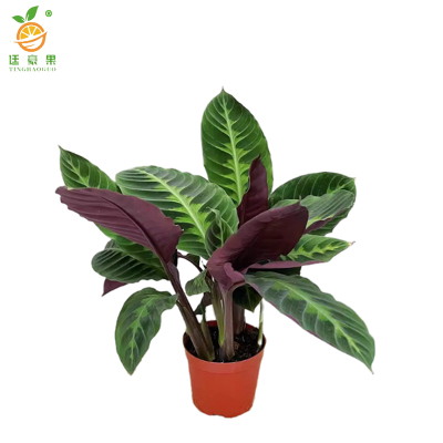 廷豪果 天鹅绒盆栽 60cm /盆