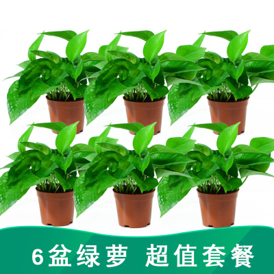 发财树绿萝室内花卉弹痕吊兰办公室桌面小绿植茉莉花盆栽水培多肉植物卖完下架-90#绿萝（6盆装）含盆