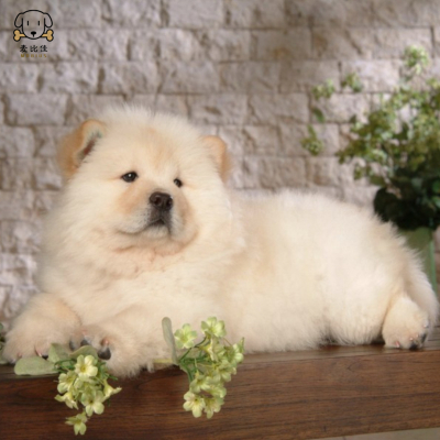 麦比佳宠物狗狗活体 松狮犬幼犬活体 纯种双血统肉嘴面包蓝舌头松狮狗 大骨架宠物狗长毛短毛狮子狗熊狮犬 视频挑选