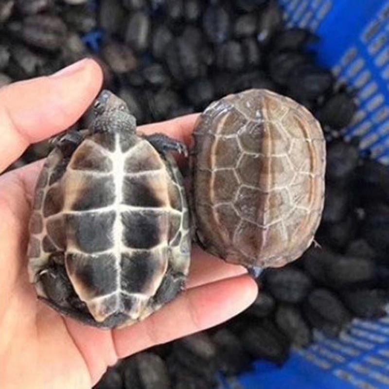 [家养乌龟]中华草龟苗金线墨龟观赏招财活体水龟小乌龟活物宠物 5-6