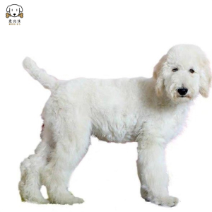 巨型贵宾犬幼犬 狗狗活体巨贵幼犬 纯种血统巨大型泰迪贵宾宠物狗 卷毛贵宾大型泰迪狗 健康保障 视频挑选